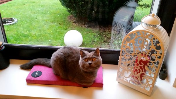 Fensterbankkissen für Katzen