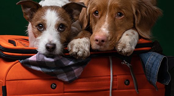 Reisen mit Hund- Tipps und Empfehlungen für unterwegs mit Checkliste