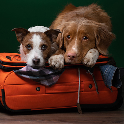 Reisen mit Hund- Tipps und Empfehlungen für unterwegs mit Checkliste