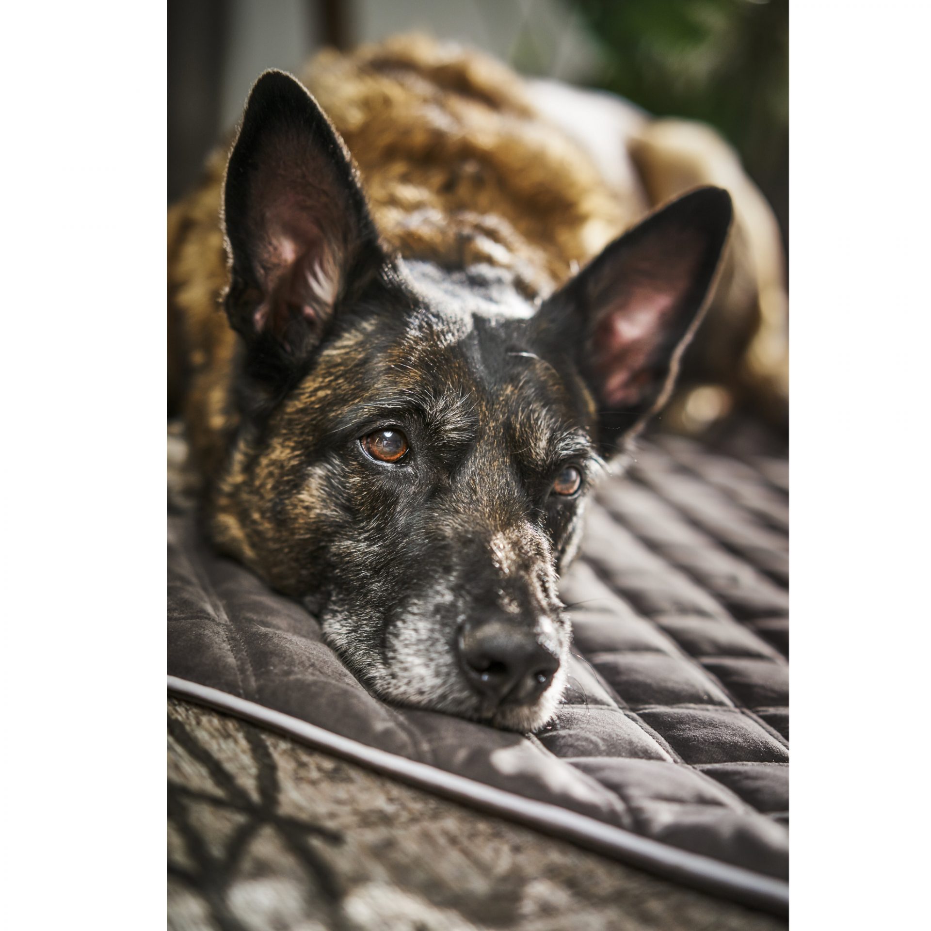 Decke "Oxford" - strapazierfähige Hundedecke in edler Samtoptik