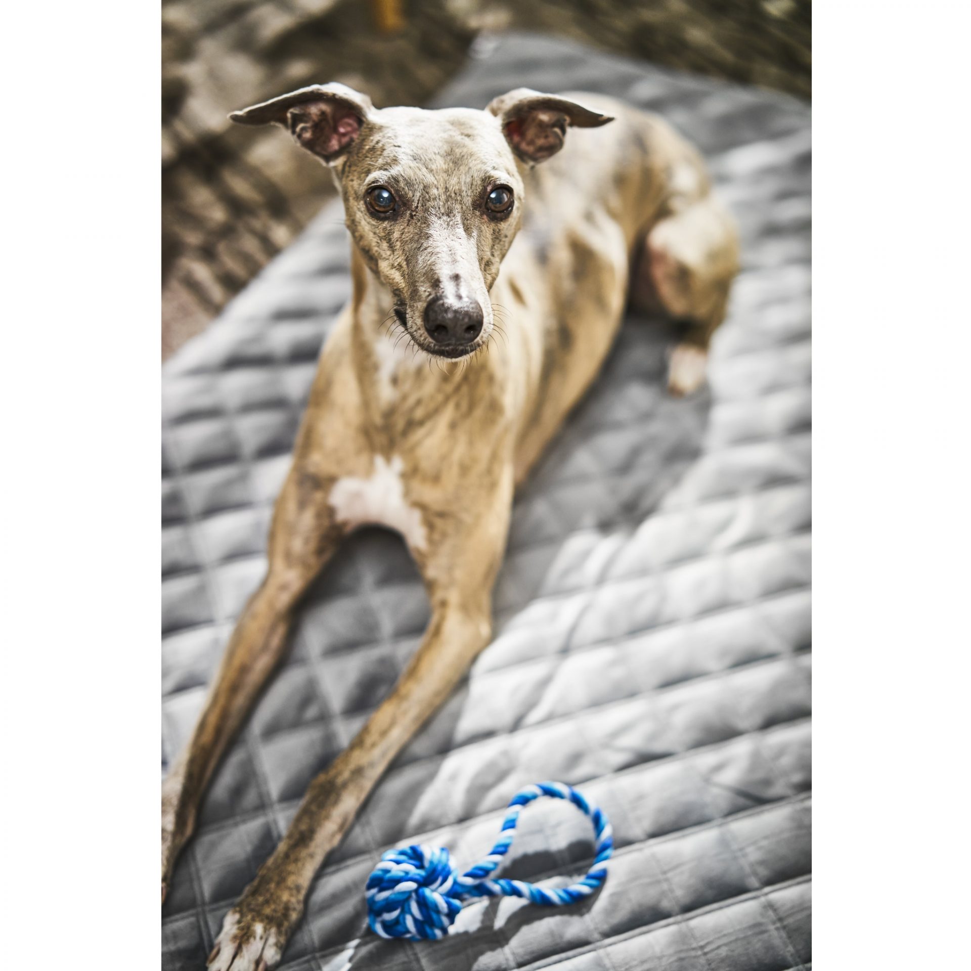 Decke "Oxford" - strapazierfähige Hundedecke in edler Samtoptik